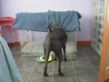 video pic