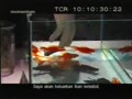 video pic